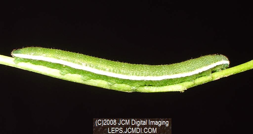 Nearly mature fifth instar Sara Orange-Tip butterfly larvae, filmed 5-22-2008